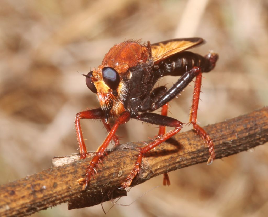 Cosa non si fa per una foto! (Asilus barbarus)